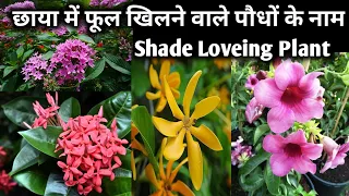 छाया में खिलने वाले फूल/Shade loveing flowering plants in India