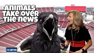 Animals / Pets take over the news | Funny pets and animals on the news most viral clips