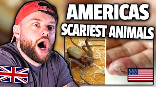 TERRIFIED BRIT Reacts to AMERICAS MOST DANGEROUS ANIMALS