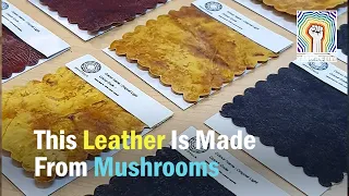 This Leather Is Made From Mushrooms