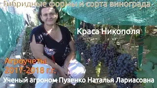 Краса Никополя - ультраранний виноград, участок Пузенко Натальи Лариасовны