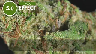 Strain Profile: ACDC