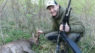 Spring roe deer in Sweden