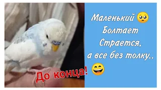 На Болтушку Не Обращают внимание 😑 | Говорящий смешной попугай