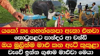 යකෝ කෑ ගහන්නෙපා ඇතා එනවා | තොටුපළට පාන්දර ආ චන්ඩියා | ඔය මුලින්ම මාළු කන ඇටි කුකුළා