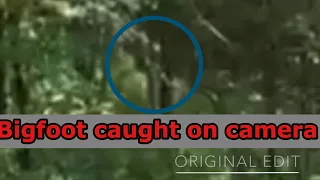 Bigfoot caught on camera| this thing is huge