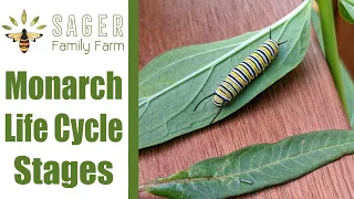 Monarch Life Cycle Stages | Sager Family Farm