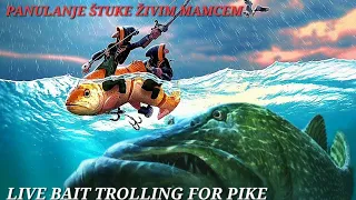 TROLLING FOR PIKE WITH LIVE BAIT // PANULANJE STUKE ZIVIM MAMCEM