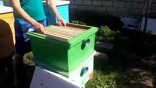 УХОДИМ ОТ РОЕНИЯ- Налёт на МАТОЧНИК с последующим объединением пчелосемей перед ГВ.