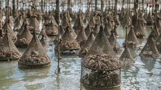Amazing Farm Raising 100 Tons of French Oysters This Way - Oyster Farming Skills