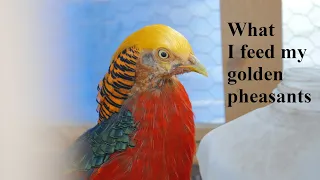 What I feed my golden pheasants