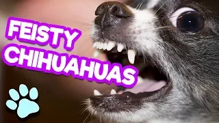 Funny Feisty Chihuahuas | Try Not to Laugh Challenge | That Pet Life