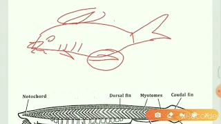 Classification of protochordata up to sub - phylum ( part -2)