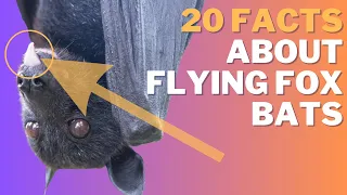 20 Facts About Flying Fox Bats That You Won't Believe!