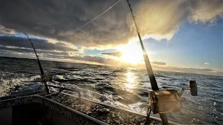 2 Barrels In A 3 Day Fishing Trip, Port MacDonnell!