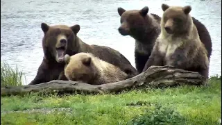 Mom and cubs at Brooks River. 19 September 2019