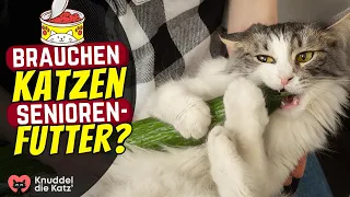 Brauchen Senior-Katzen wirklich anderes Futter?