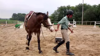 Three Common Annoying Young Horse Habits