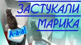 Кот ходит на унитаз. Первый раз пошел! Хозяйка случайно словила кадр...