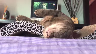 Cat twitching in sleep with epic ending