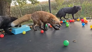 I added balls to the trampoline for the foxes!