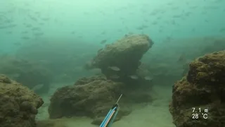 spearfishing Israel דייג בצלילה חופשית подводная охота в Израиле