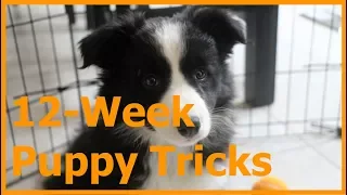 Border Collie Puppy Tricks and Training (12-Week)