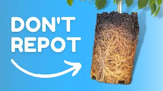 10 Rules You Should Break For The BEST Plants