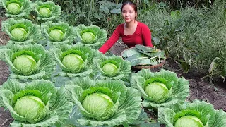 Harvest CABBAGE, grow COWPEAS and cook pig food. My Daily Life Ep.166