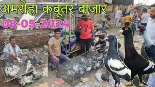 Amroha kabootar market 🕊️ 08-05-2024. अमरोहा कबूतर बाज़ार। Gola kabootar market. Bird market India.