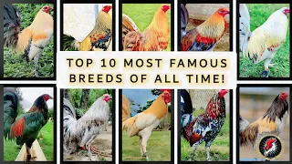 TOP 10 MOST FAMOUS BREEDS OF ALL TIME 2024 😯|𝗕𝗼𝘆𝗮𝗸'𝘇 𝗕𝗮𝗰𝗸𝘆𝗮𝗿𝗱