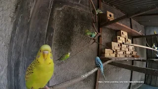 3 Hour of Budgie Chirping Sounds In The Colony Cage - August-1-2019