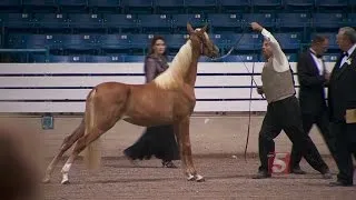 Horses Face New Tests At Shelbyville's Walking Horse Celebration