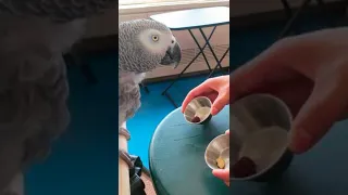 World's Most Intelligent Bird | African grey parrot