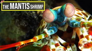 10 INCREDIBLE FACTS About The Mantis Shrimp