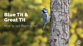 BTO Garden BirdWatch - Telling apart Blue Tit and Great Tit