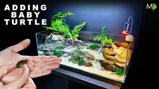 ADDING A BABY TURTLE TO NEW HABITAT!! || MD FISH TANKS