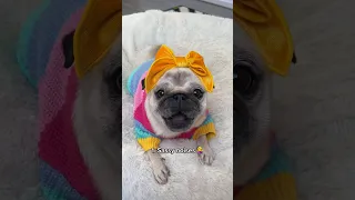 The ‘nom nom nom’ sounds at the end though 😂🩷 #pug #dog #cute #funny