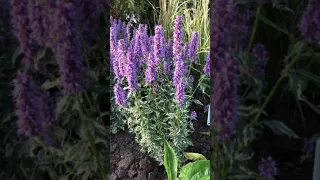 Agastache Crazy Fortune at Gasa Show garden in Scandivanie