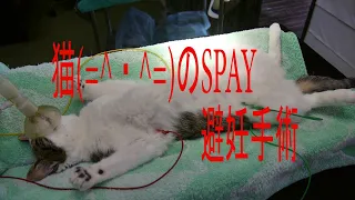 ネコ　=^・^=　猫の避妊手術　SPAY    子宮卵巣摘出術　SPAY