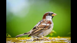 Vogelgeräusche im Stadtwald Frankfurt