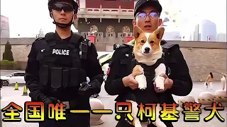 不想当警犬的柯基不是好的战斗基。霸总变成柯基后的警犬生涯。【萌宠时空】