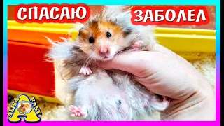 СПАСАЮ ХОМЯКА МИККИ /ЧТО С  ХОМКИ ?  /СПАСЕНИЕ ПИТОМЦА /  Alisa Easy Pets