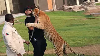 Umm Al Quwain ZOO #dubai #zoolife #zoo #wildcats #wildlife