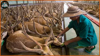 How Texas Farmers Raise And Process Millions Of Deer - Deer Farm | Processing Factory