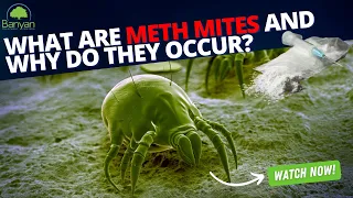 What are meth mites and why do they occur?