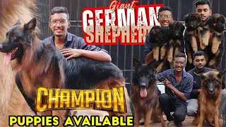 German Shepherd Dog Kennel | German Shepherd Long Coat For Sale | Home Delivery Available| Low Price