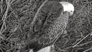 SWFL Eagles~📢 Harriet is laying her first egg season 2022🥰~6:09:34 PM 2022/11/30