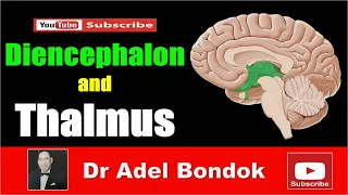 Diencephalon and Thalamus, Dr Adel Bondok