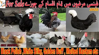 Fancy hens All Breeds 2.5 Month and Near to breed chicks for sale in Pakistan  ( Polish, silkey , )